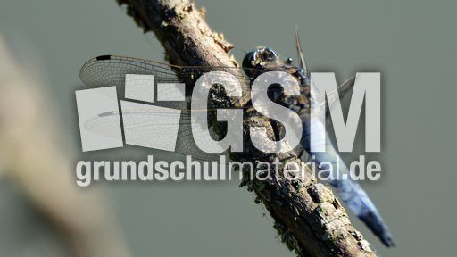 Blaugrüne Mosaikjungfer (8).jpg